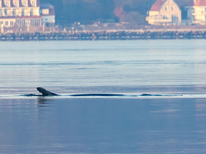 Anfang des Jahres war mehrfach ein Wal in der Flensburger Förde gesichtet worden. Nun schwamm ein Wal vor Wismar. (Archivbild) - Foto: Ulrich Perrey/dpa