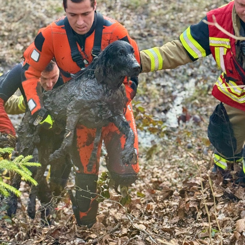 FW Stuttgart: Tierrettung im Moorgebiet in Stuttgart-Botnang - Foto: presseportal.de