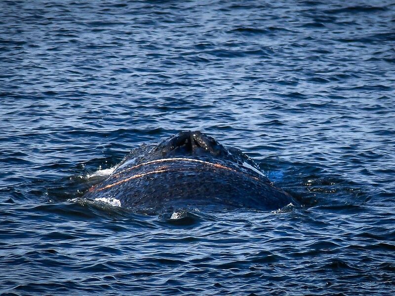 Es handelt sich um einen zehn bis zwölf Meter langen Finnwal. - Foto: Tom Schultz/WISMAR.FM/dpa