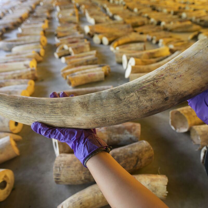 Der illegale Handel mit Elfenbein ist ein Riesengeschäft. (Archivbild) - Foto: Then Chih Wey/XinHua/dpa