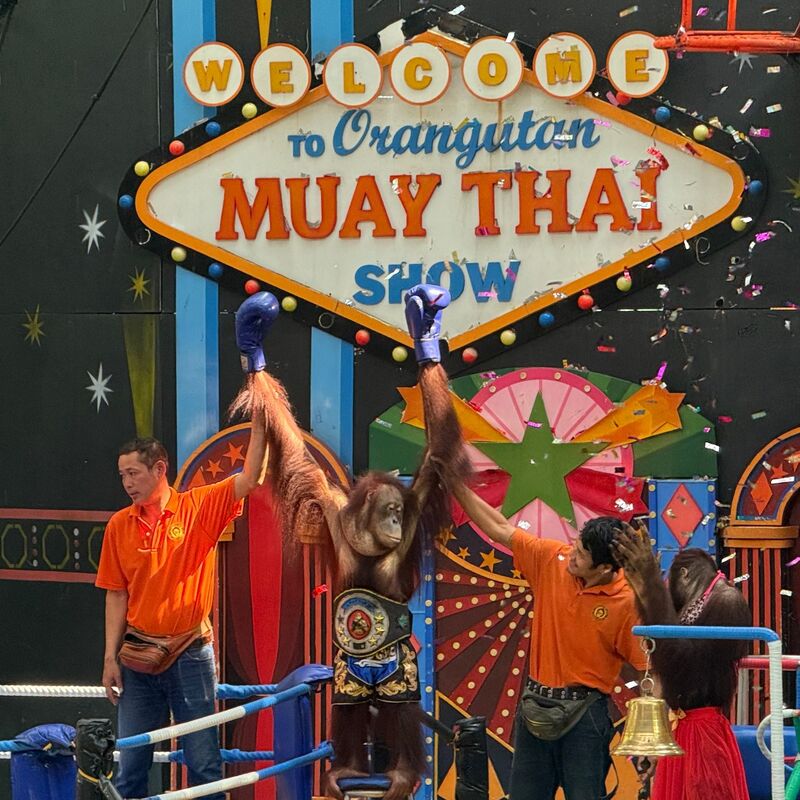 Orang-Utans boxen in einem Freizeitpark nahe Bangkok. - Foto: Carola Frentzen/dpa