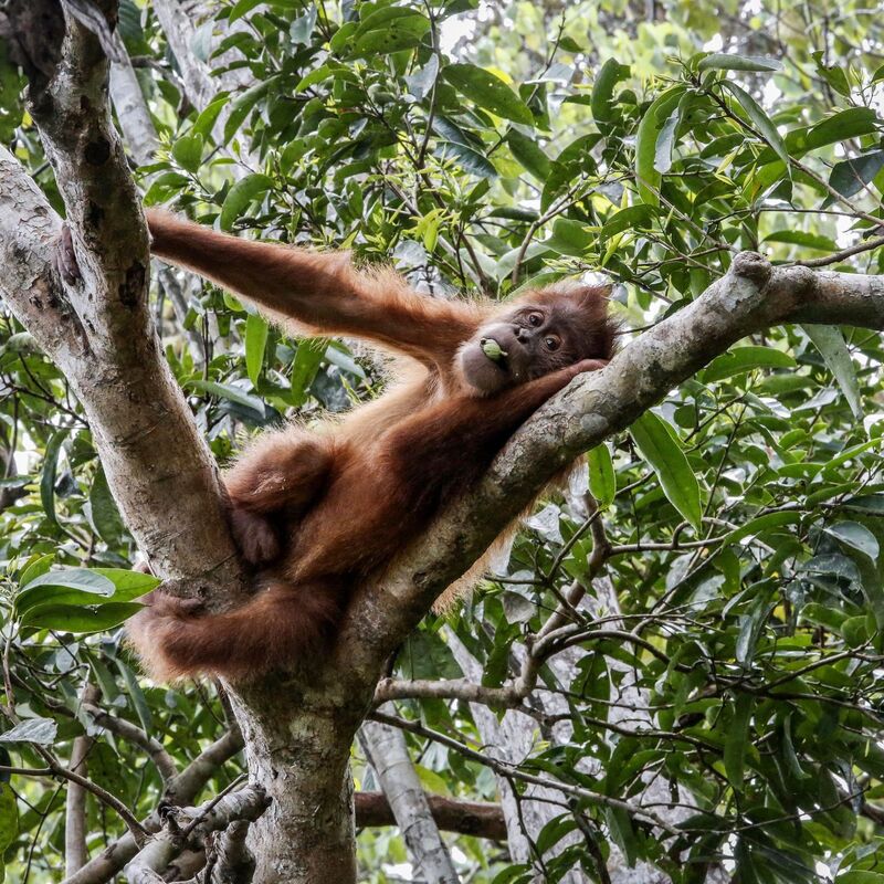 So leben Orang-Utans in der Wildnis: Entspannt in den Baumwipfeln. (Symbolbild) - Foto: Hotli Simanjuntak/EPA/dpa