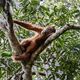 So leben Orang-Utans in der Wildnis: Entspannt in den Baumwipfeln. (Symbolbild) - Foto: Hotli Simanjuntak/EPA/dpa '.$caption.'