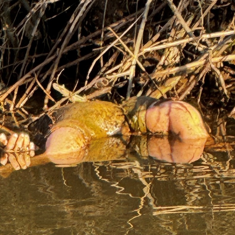 POL-DA: Breuberg-Hainstadt: Hand ragt aus dem Wasser/