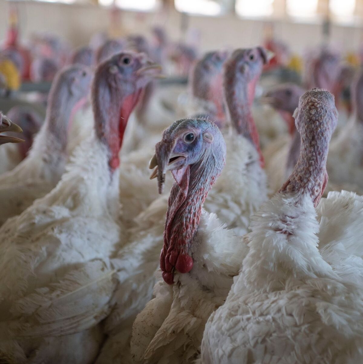 Puten im Stall eines Mastbetriebs. (Symbolbild) - Foto: Philip Dulian/dpa