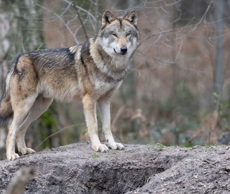 Die Zahl der Wölfe in Europa hat sich binnen zehn Jahren nahezu verdoppelt. (Symbolbild) - Foto: Boris Roessler/dpa