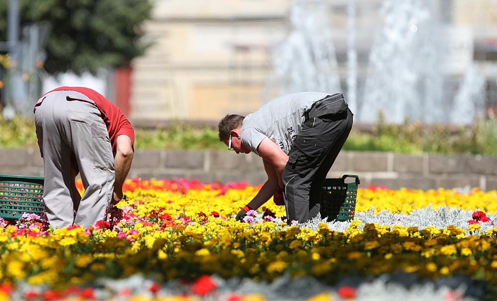 Gartenarbeiter auf einem Blumenbeet (Archiv)