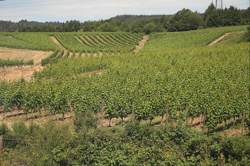 Weinberg (Archiv) über dts Nachrichtenagentur