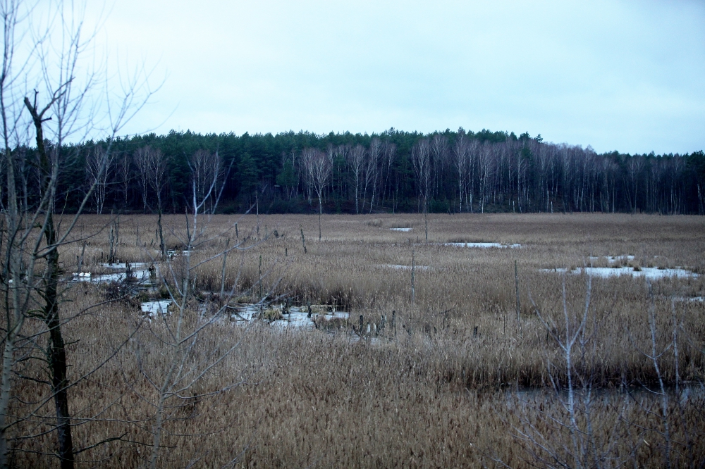 Moorlandschaft