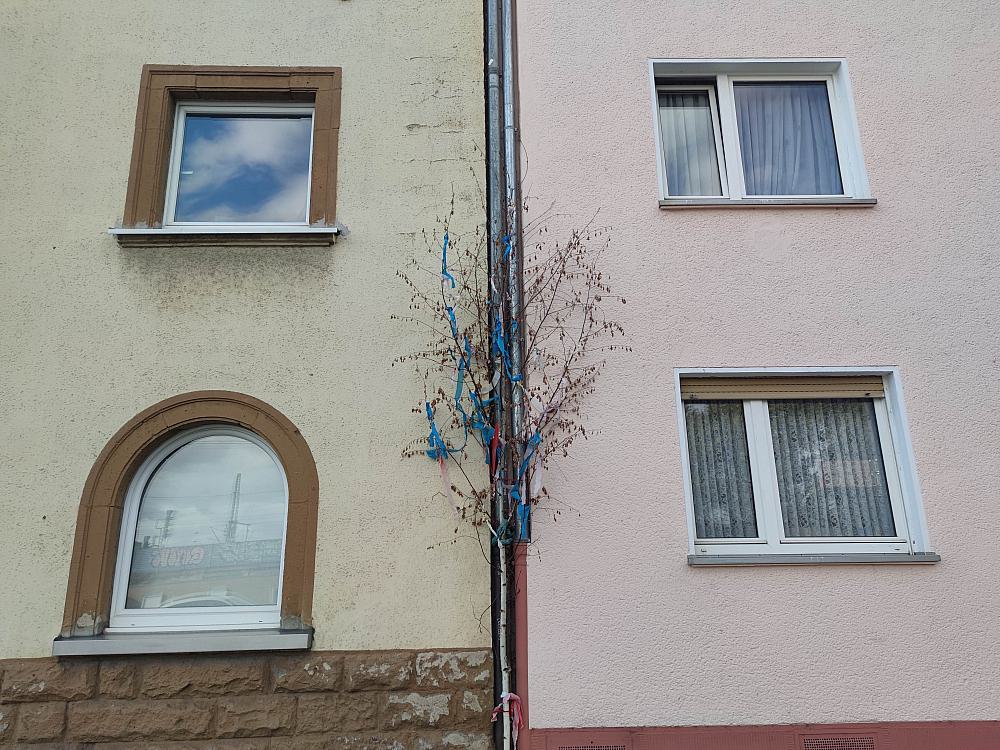 Maibaum vor Haus in Köln (Archiv)