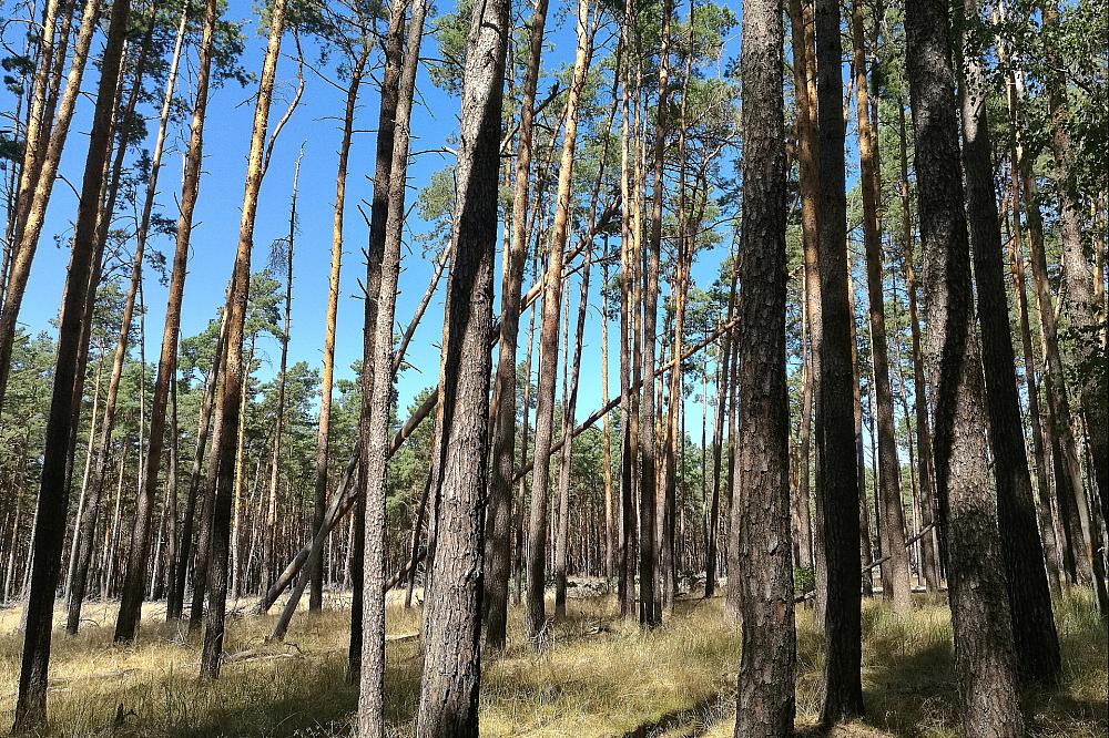 Wald (Archiv)