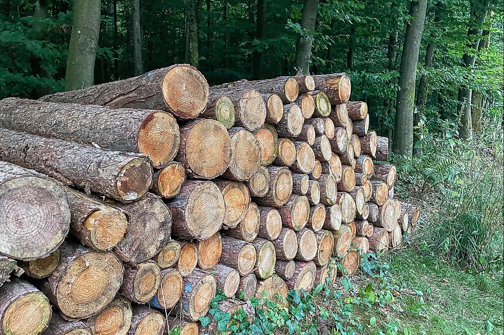 Holzstämme im Wald (Archiv)