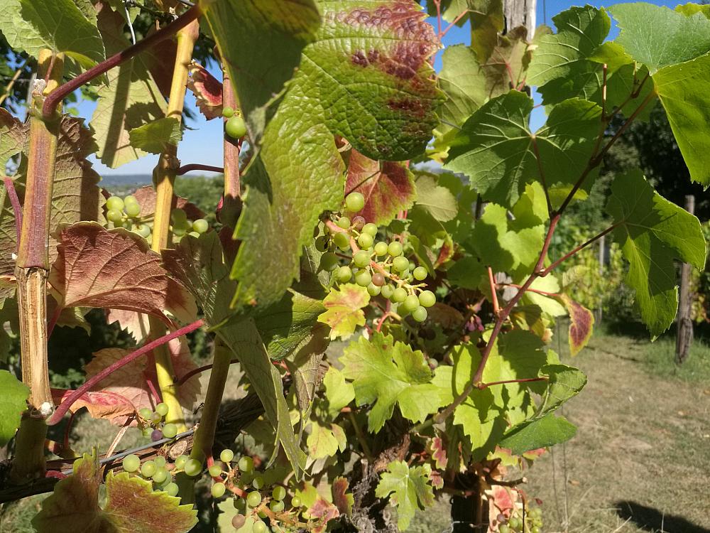 Weinstock (Archiv)
