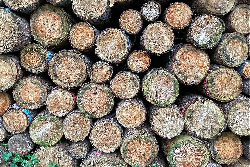 Holzstämme (Archiv)