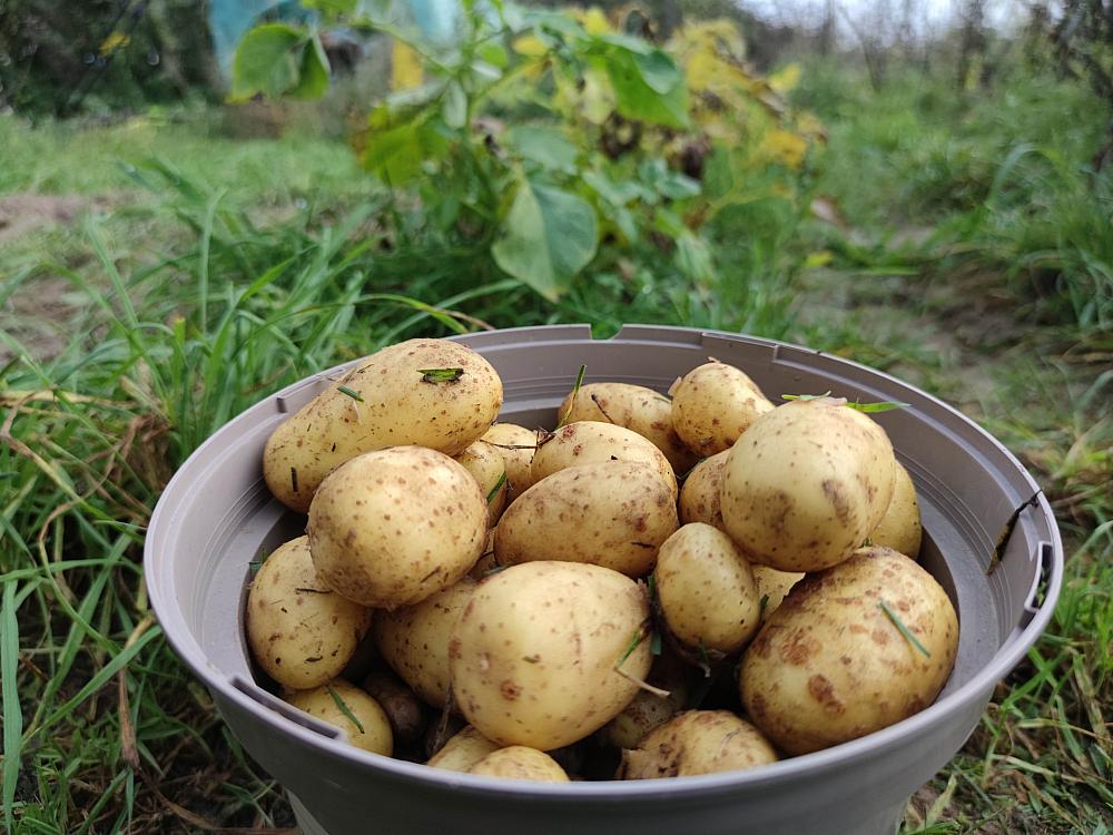 Geerntete Kartoffeln (Archiv)