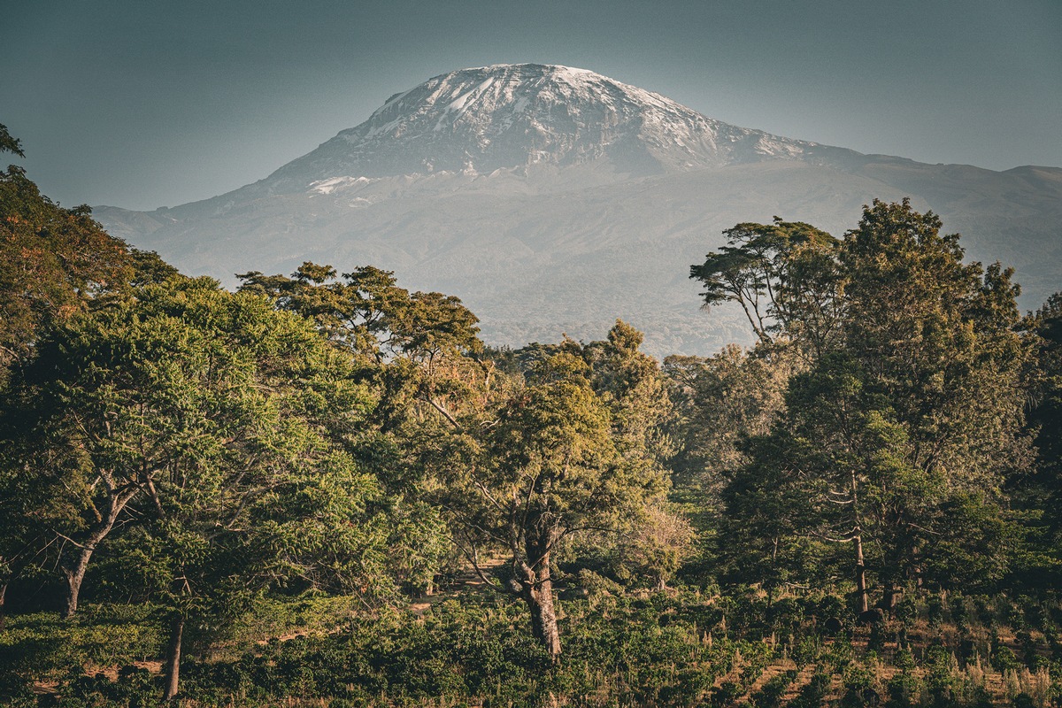 Safari trifft Kaffee: Die Schönheit der Tierwelt Tansanias erleben und besten Kaffee kennenlernen presseportal.de