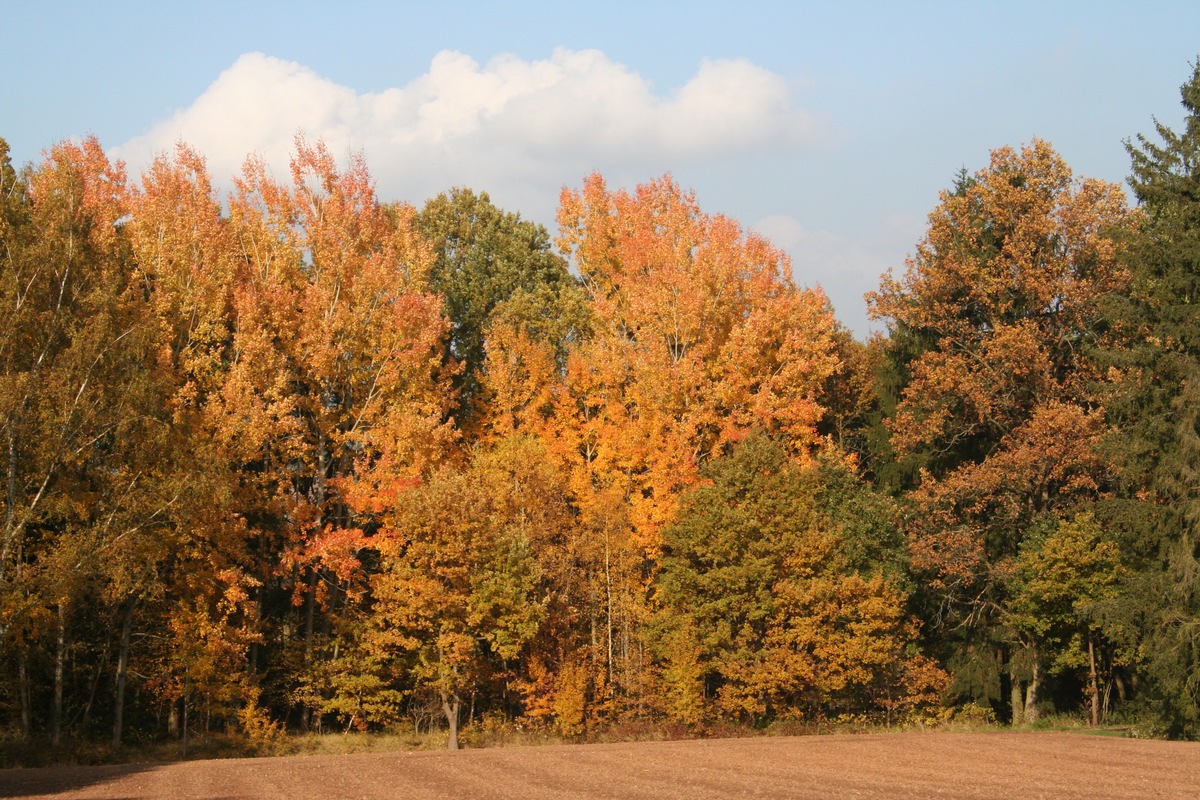 Baum des Jahres 2026 gewählt: Zitterpappel als wertvolle Pionierin ausgezeichnet