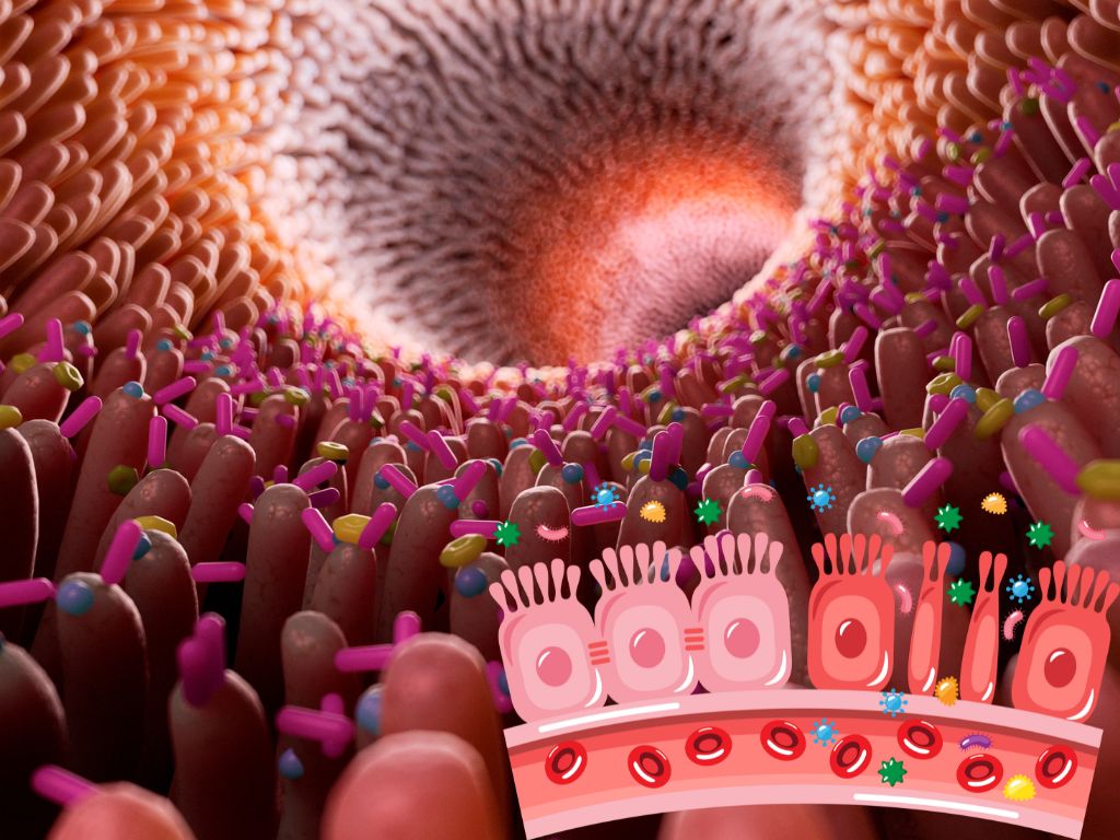 Leaky-Gut-Syndrome bonaFeel über pressetext.de