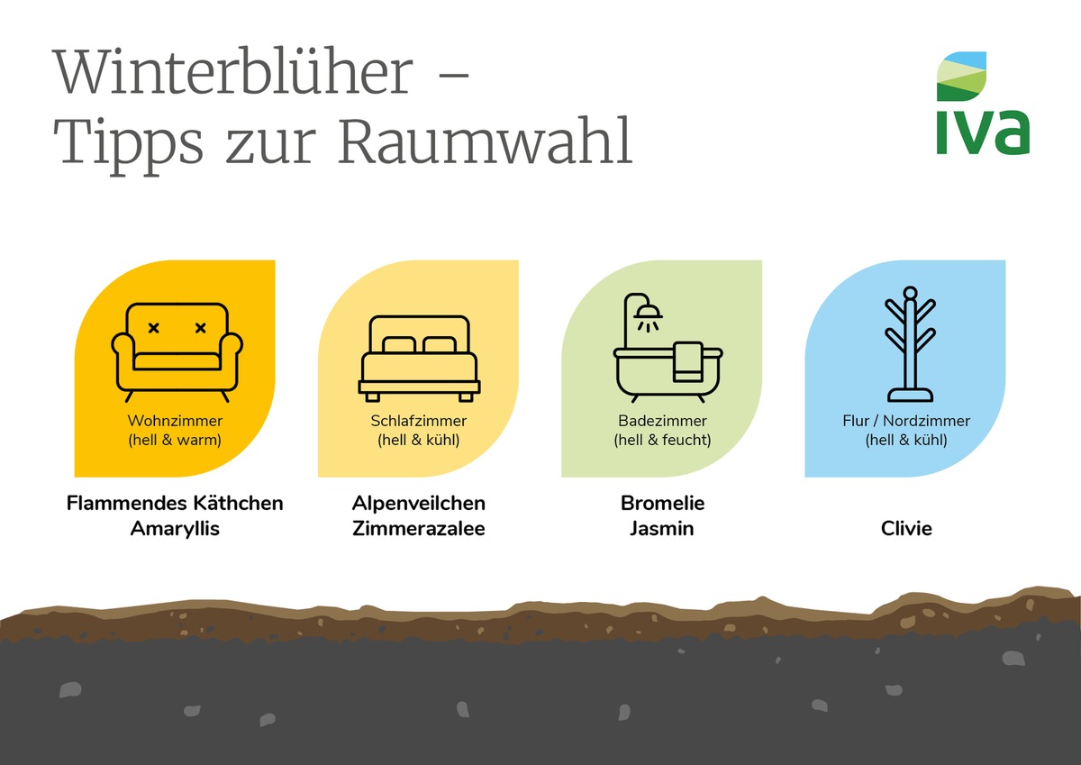 Zimmerpflanzen im Winter: So bringen Winterblüher Farbe in jeden Raum