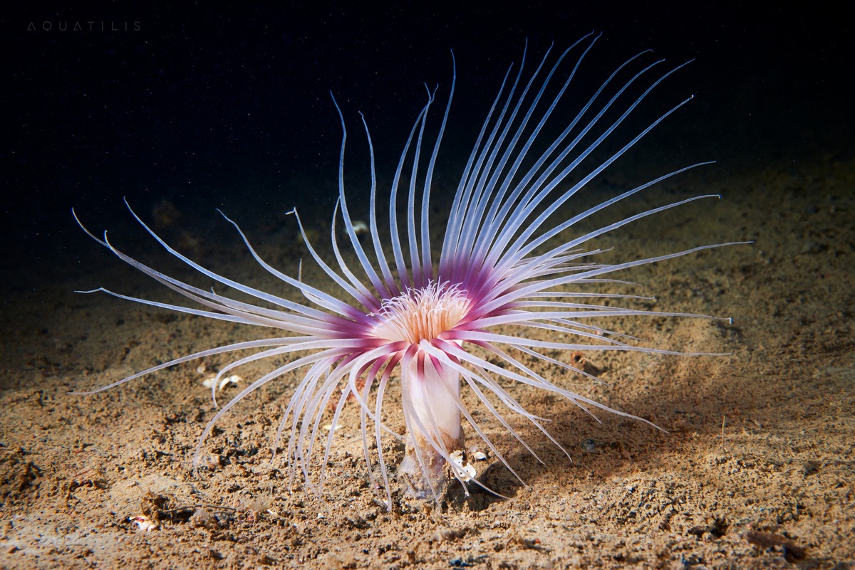 Millionenförderung für Meeresschutz / DBU startet Vorhaben - Neue Ära für Nord- und Ostsee presseportal.de