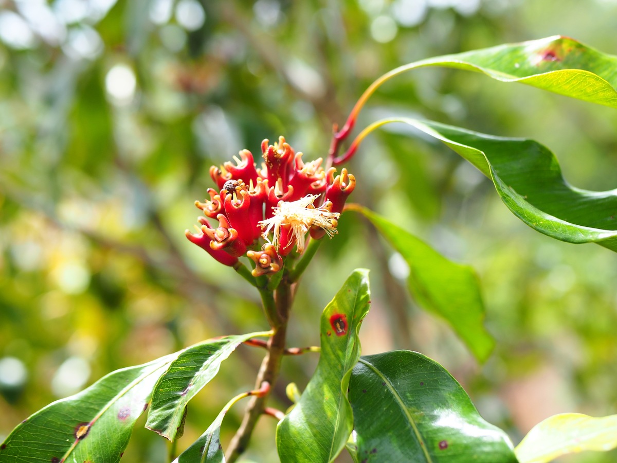 Gewürznelke: So wirkt sie als Heilmittel / Die Gewürznelke verleiht nicht nur dem Lebkuchen sein typisches Aroma. Sie kann auch heilende Wirkung haben