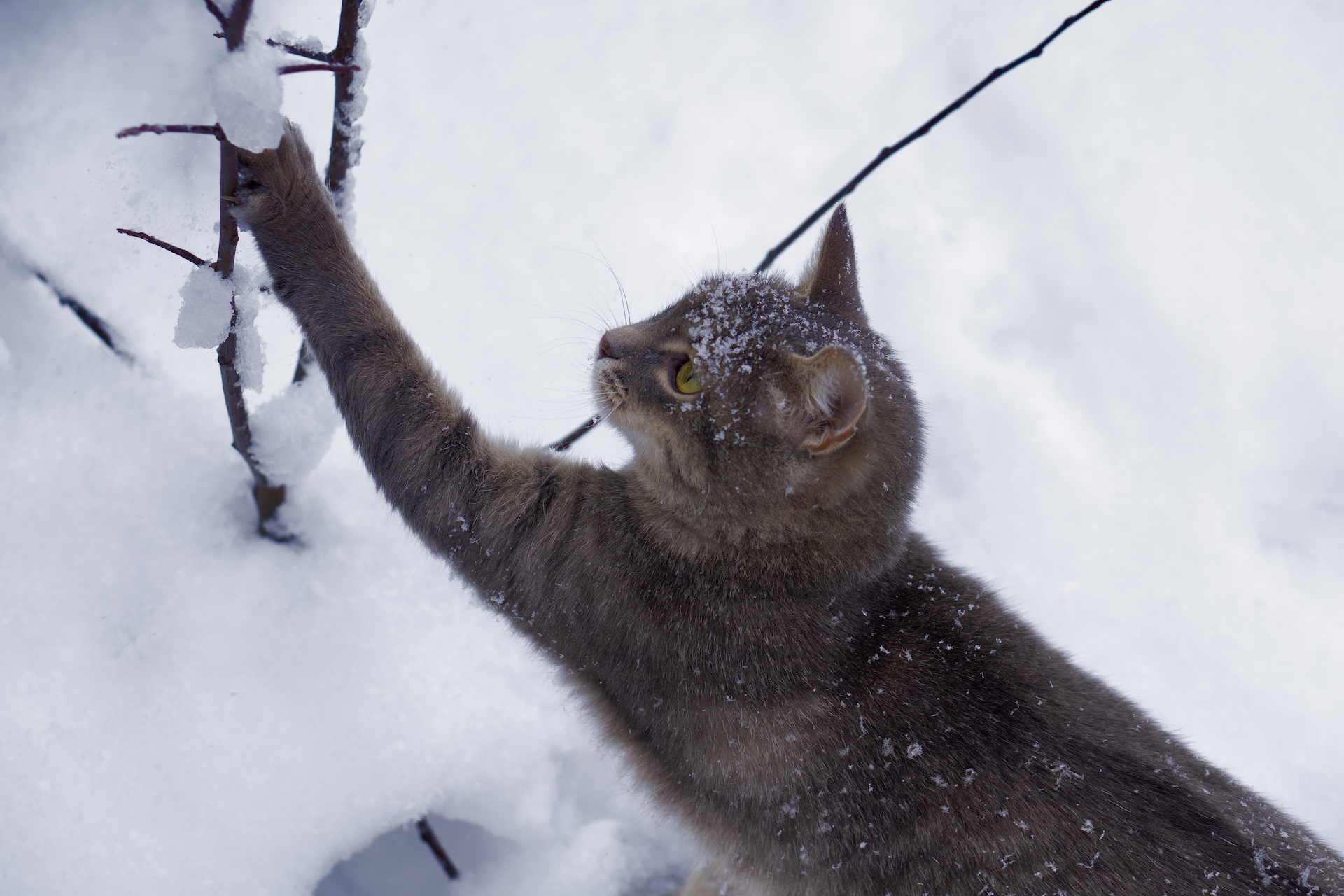  PetYu (bluefrog pharma GmbH) über pressetext.de
