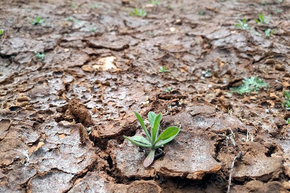 Trockenes Feld (Archiv) via dts Nachrichtenagentur