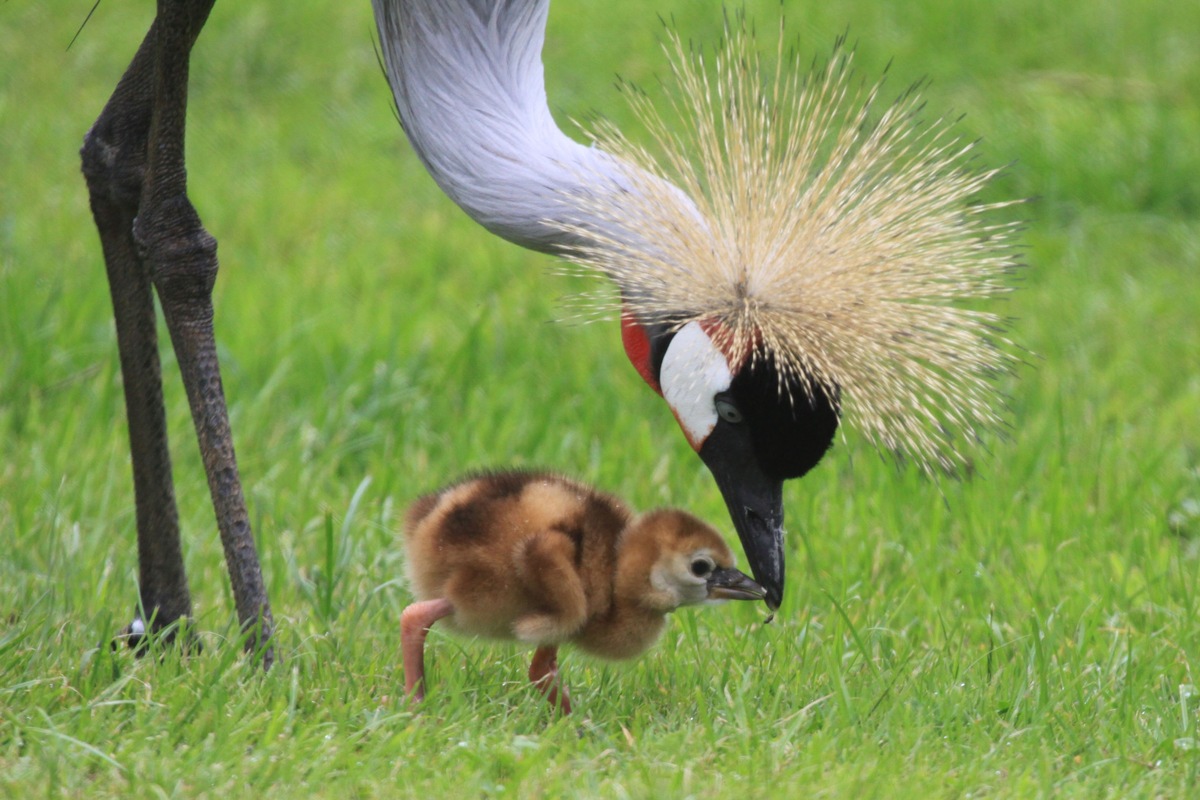 Glücksboten in Gefahr: Der Kronenkranich ist das Zootier des Jahres 2026 presseportal.de