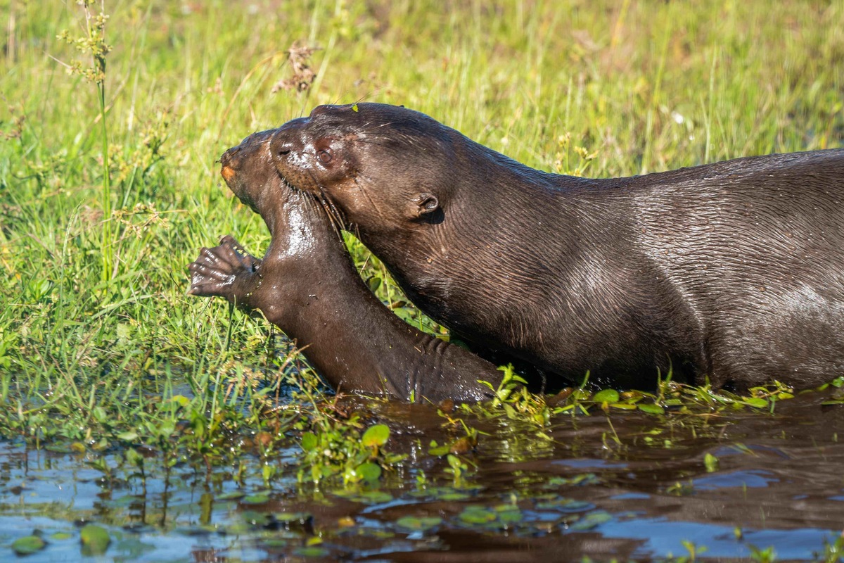 Zoos setzen sich für bedrohte Feuchtgebiete ein / Zum Welttag der Feuchtgebiete am 2. Februar zeigen moderne Zoos, wie Artenschutz in Feuchtlebensräumen funktioniert