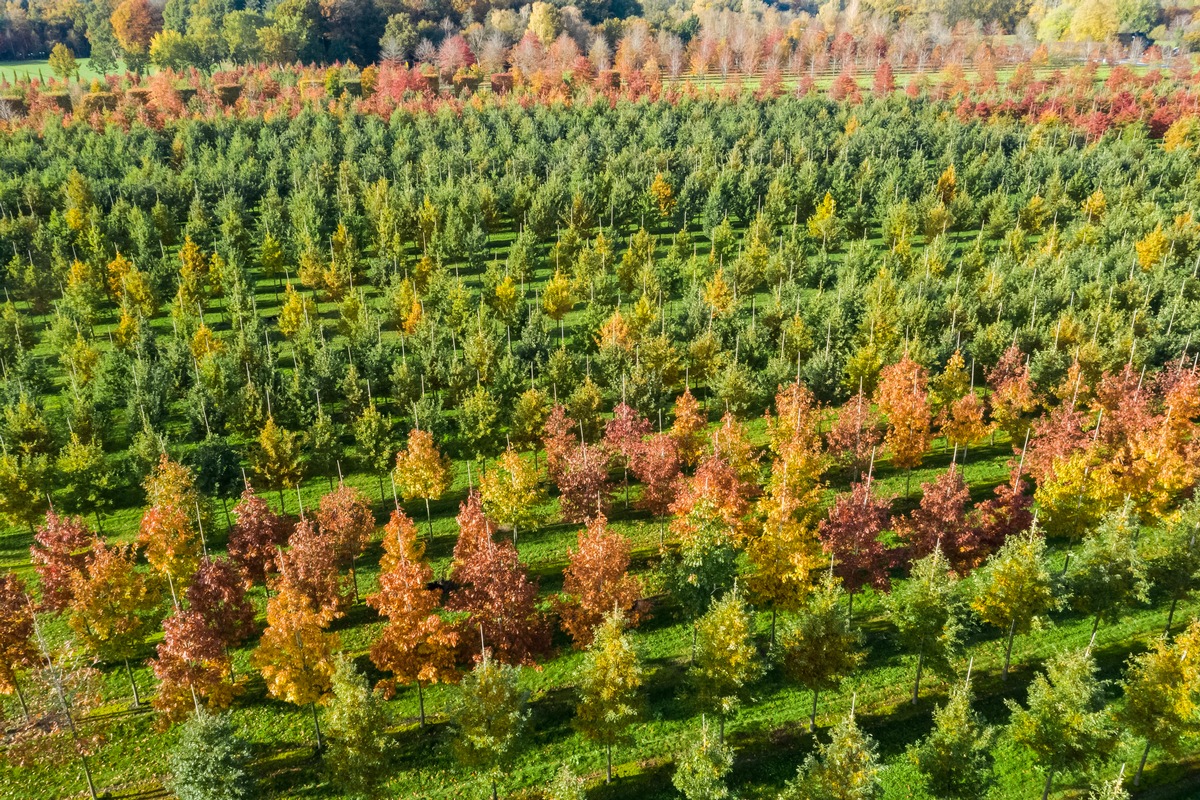 BdB: CO2-Bonus muss dort ansetzen, wo echte CO2-Senken entstehen - in den Baumschulen