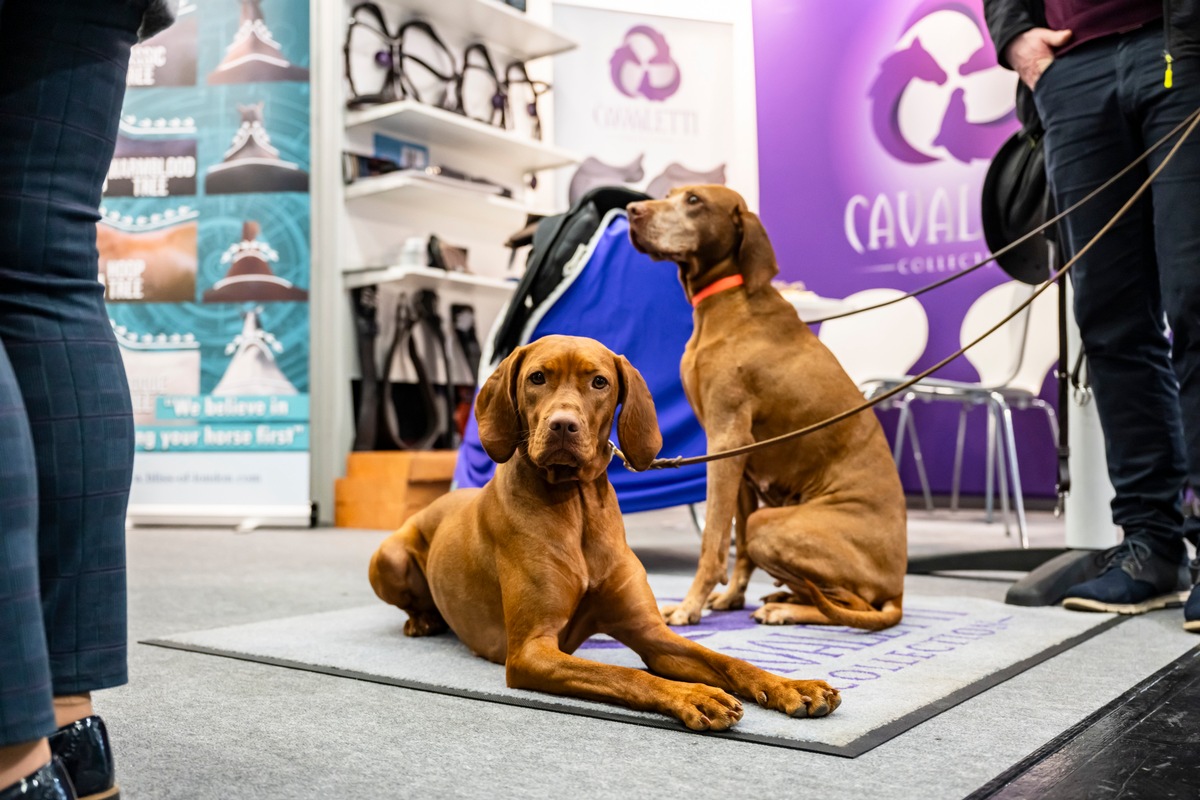 Zuwachs auf vier Pfoten: Koelnmesse startet 2027 neues Messeangebot rund um das Thema Hund