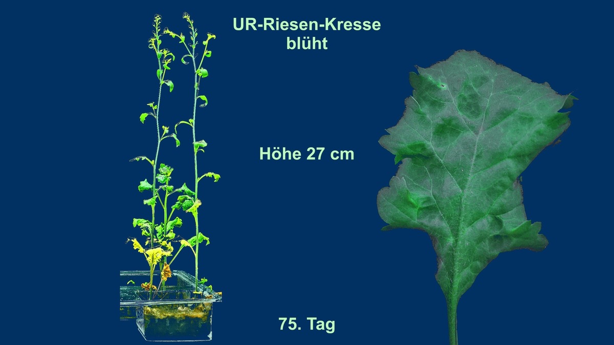 UR-Pflanzen selbst züchten. Der Jurassic Park erwacht wieder. Weltneuheit. presseportal.de