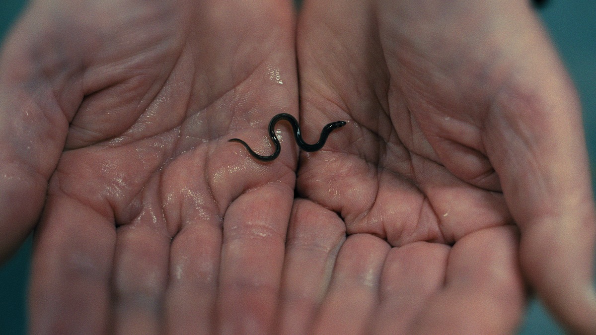 ZDF/ARTE: True-Crime-Podcast und Film über globalen Aal-Schmuggel presseportal.de