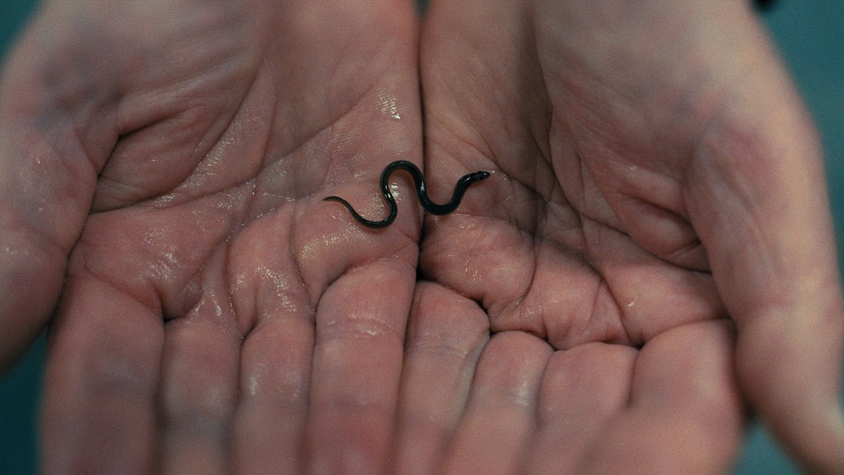 Dokumentarfilm über den globalen Aal-Schmuggel: Milliarden Dollar Babies - Große Gewinne mit kleinen Aalen