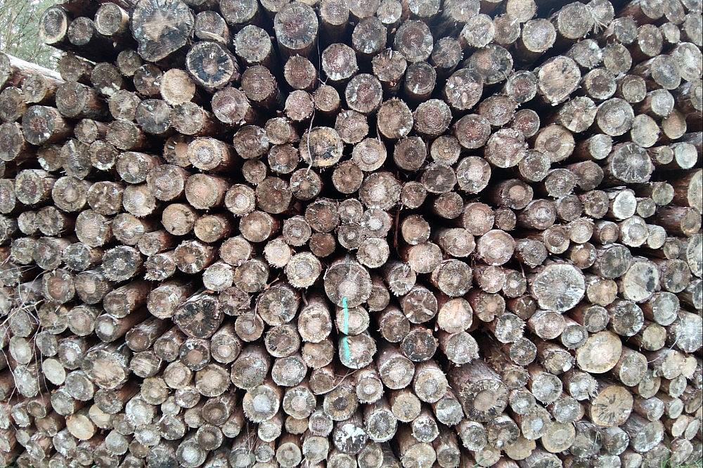 Holzstämme (Archiv) via dts Nachrichtenagentur