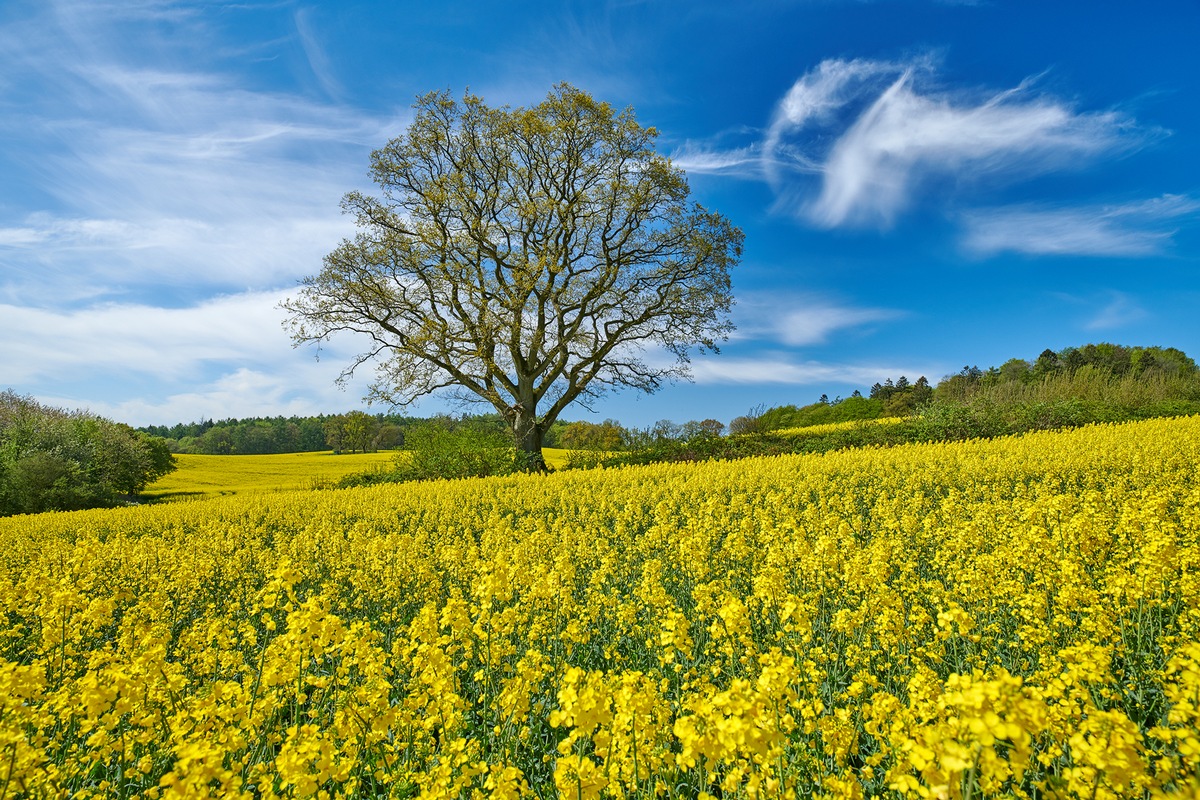 Rapsblüte 2026 / Rapsblüte in Deutschland: Vielseitige Kultur für Klimaschutz, Ernährung und Landwirtschaft presseportal.de