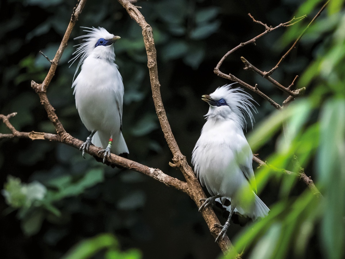 Vom Zootier bis zum Heimtier: Impfungen schützen / Welttag der Tierimpfung: Zooverband warnt vor Seuchenrisiken für bedrohte Arten. Abhilfe durch nationale Impfstrategie für Zootiere gefordert