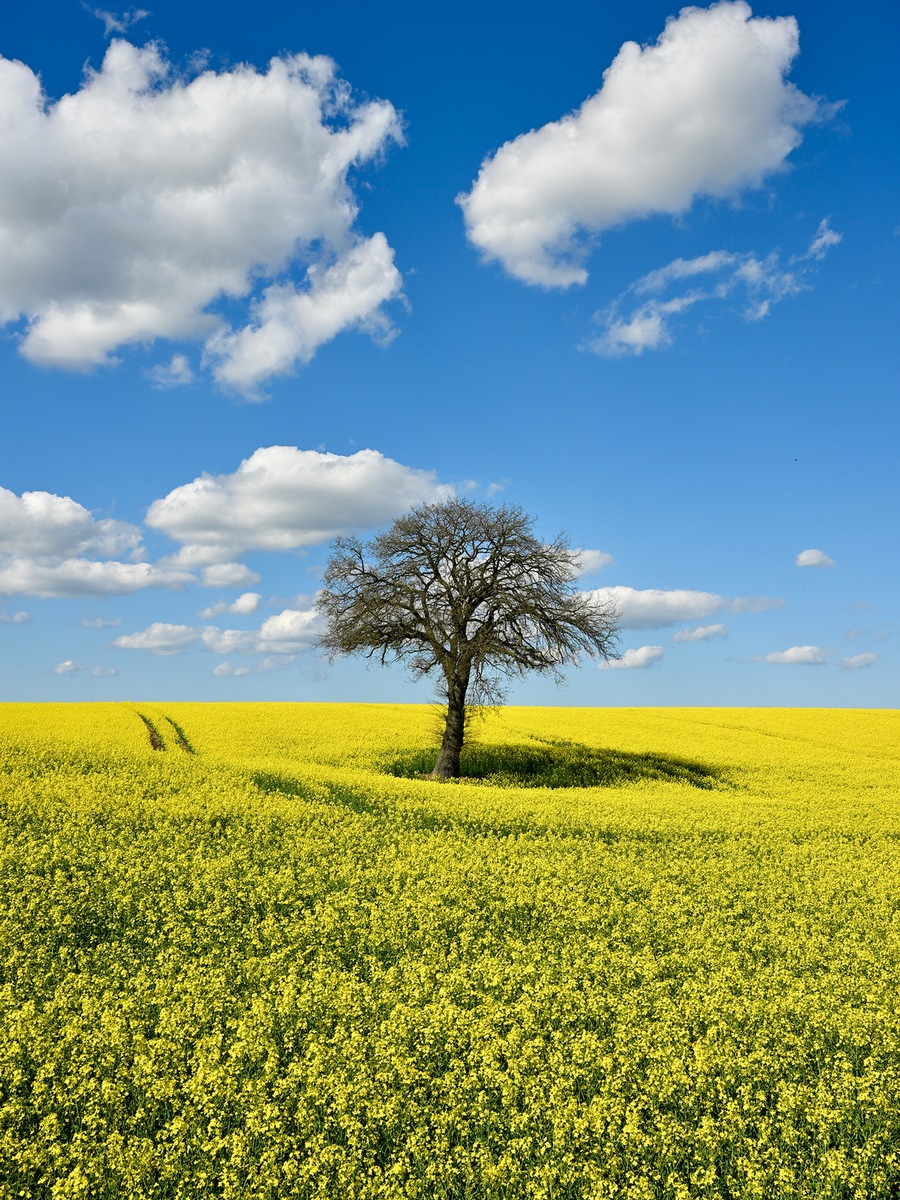 Rapsblüte 2026 / Regional erzeugt, vielseitig genutzt: Raps stärkt Versorgungssicherheit