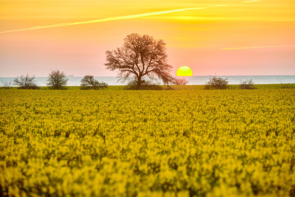 Rapsblüte 2026 / Vom Feld in den Alltag: Raps begleitet uns jeden Tag