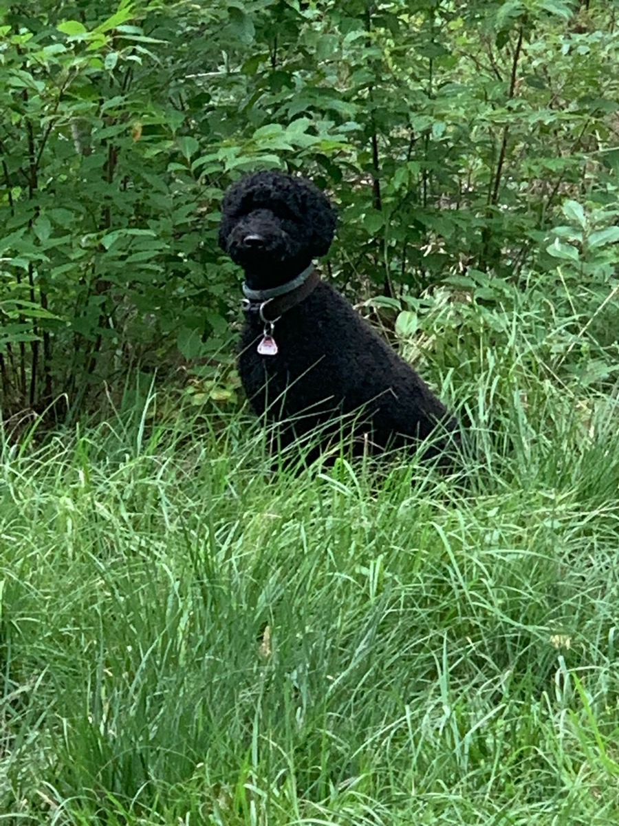 Auf den Hund gekommen / Die CARAVANSEREI bietet Gästen und ihren Vierbeinern ab April professionelles Dogsitting