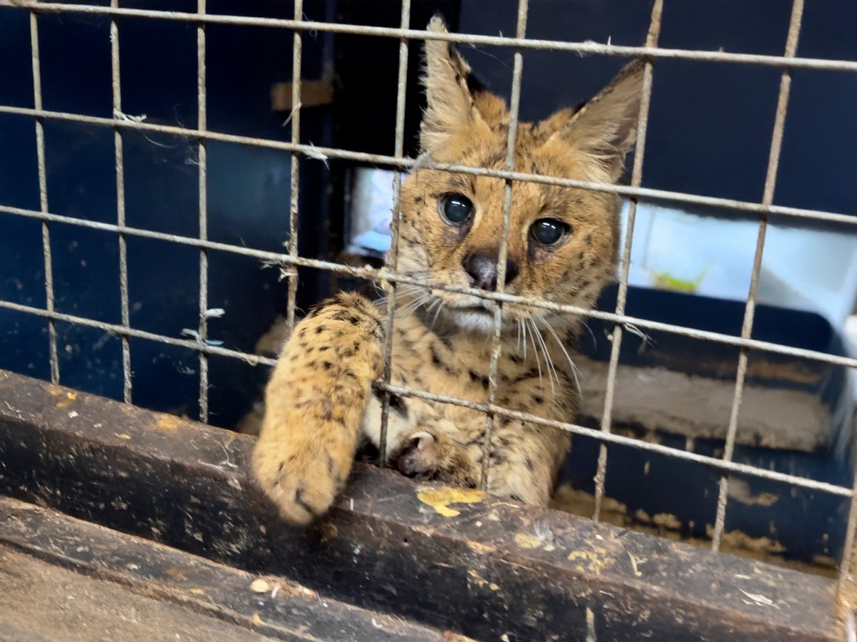Tödliche Klicks - Soziale Medien befeuern illegalen Wildtierhandel presseportal.de