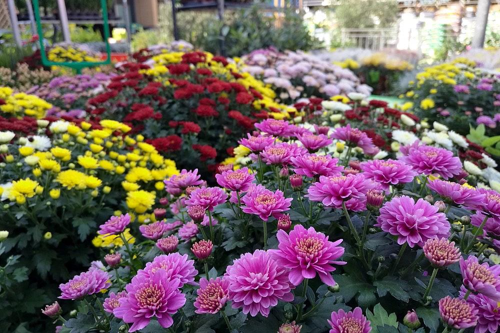 Blumen im Gartenfachgeschäft (Archiv) via dts Nachrichtenagentur