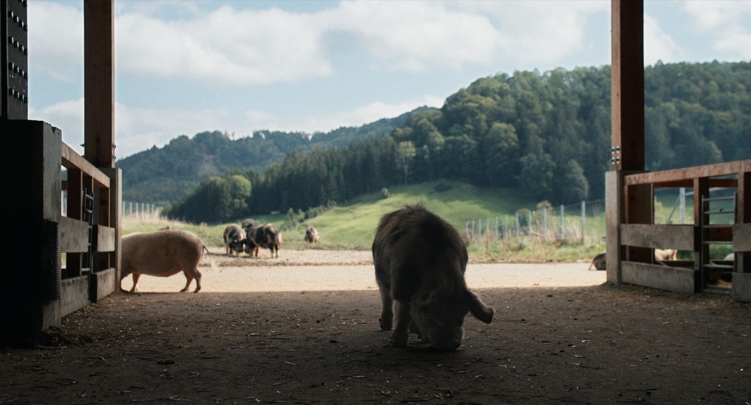 Hauptpreis VIKTORIA Main Competition für Schweizer Film 