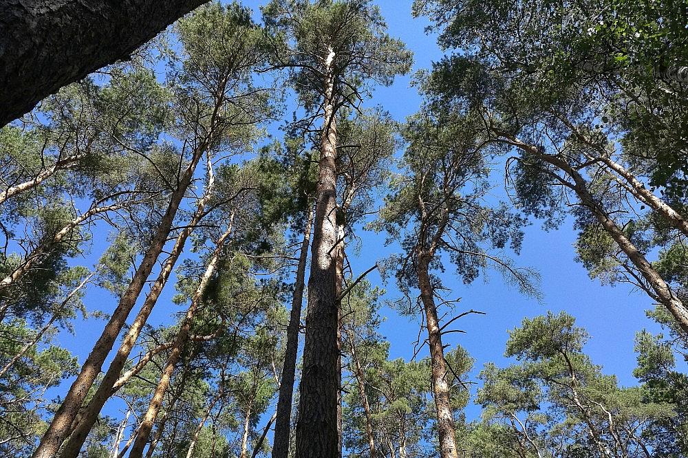 Wald (Archiv)