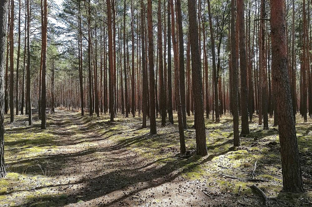 Wald (Archiv)