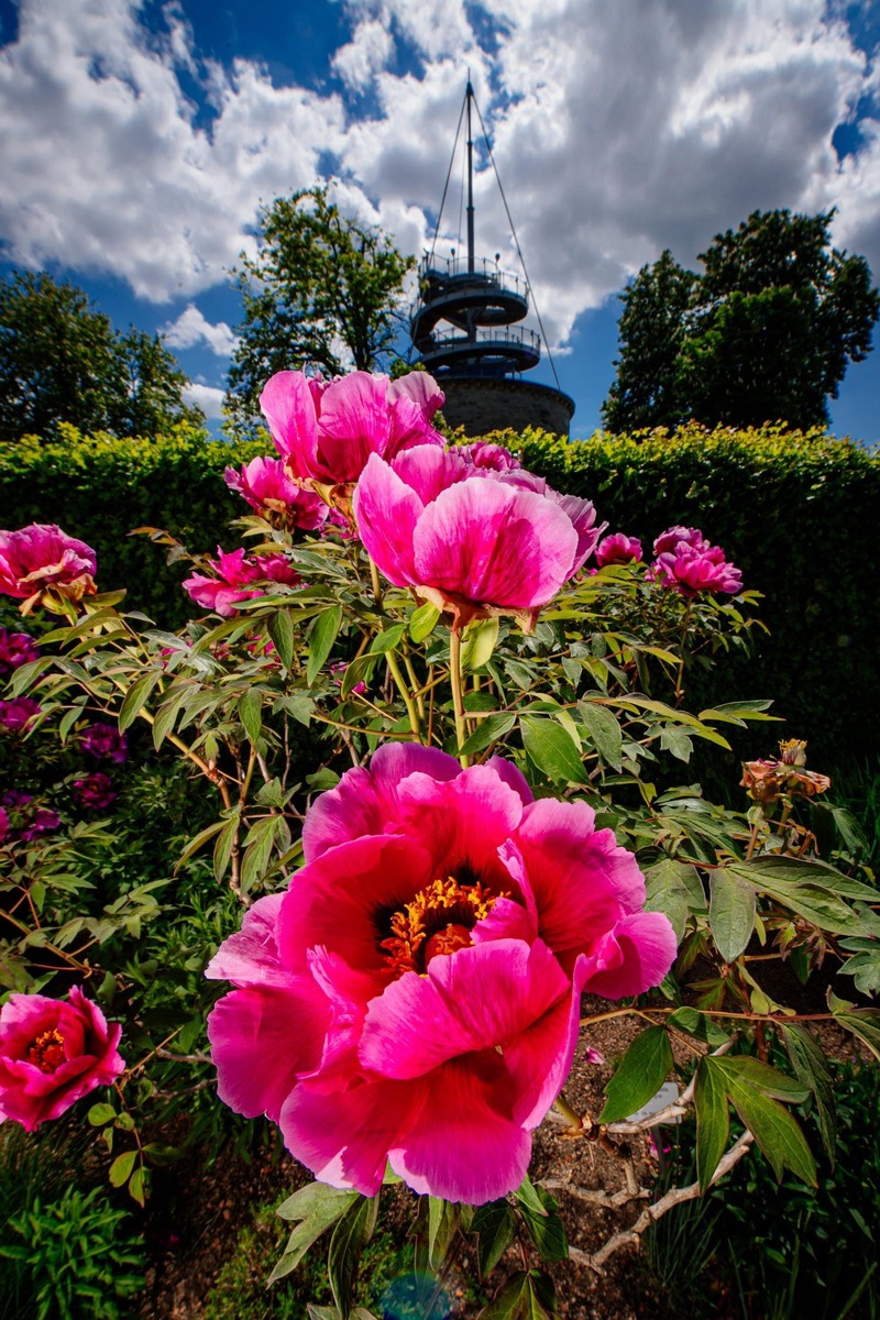 Das lange Pfingstwochenende im egapark: Pfingstrosenpracht, Jubiläumshöhepunkte und Familienzeit / Großes Blumenbeet in der Umgestaltung macht neugierig auf den Sommerlook / Zeitreise durch 65 Jahre