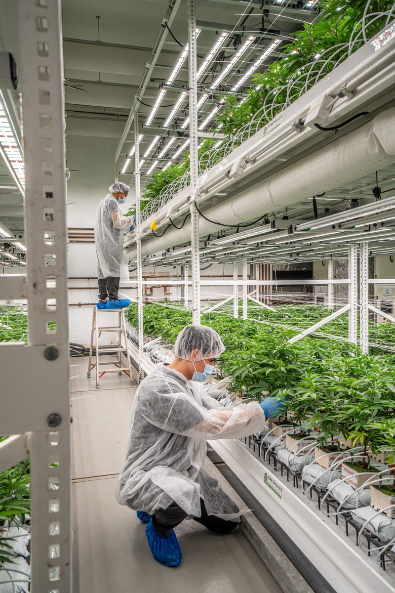 Cannabis auf Rezept - Versorgungsengpass in der Schweiz abgewendet