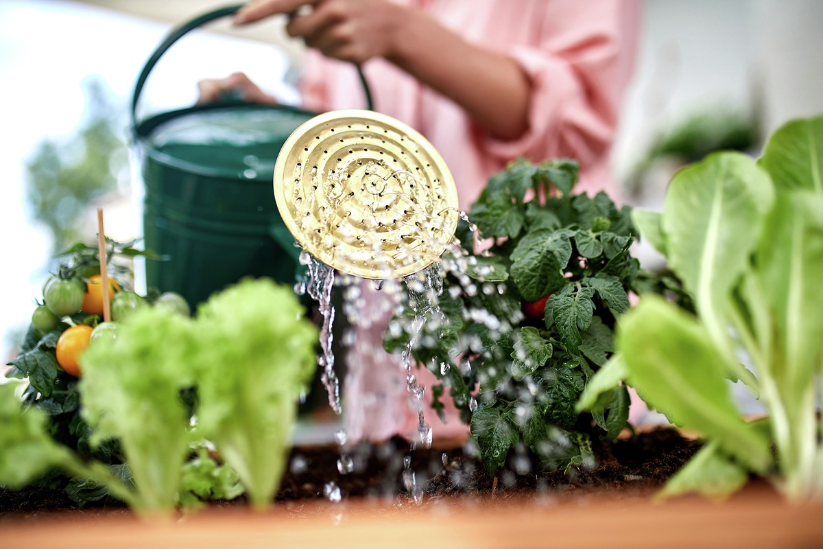 Gemüsegarten im Sommer: Ernte trotz Hitze und Trockenheit sichern