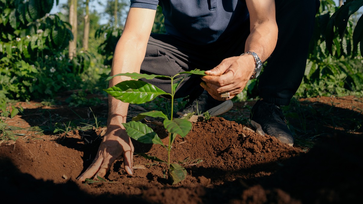 NESCAFÉ bezieht 2025 mehr als 50 % seines Kaffees aus regenerativer Landwirtschaft