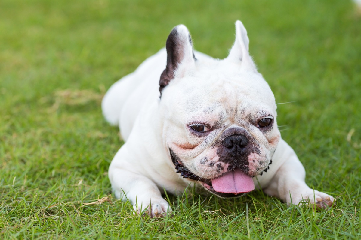 Kurze Nase - wenig Luft: Qualzucht bei kurzschnäuzigen Hunden und Katzen bleibt ein Tierschutzproblem presseportal.de